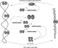 Gyrase and topoisomerase function
