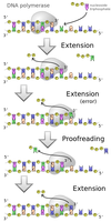 DNA polymerase III action