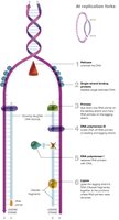 Leading and lagging strand synthesis