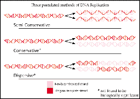 Semiconservative DNA replication