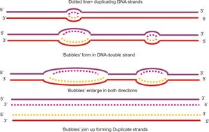 Eukaryotic vs prokaryotic replication