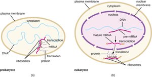 Transcription in prokaryotes and eukaryotes