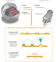 RNA splicing in eukaryotes