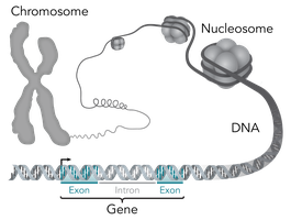 Chromosome and gene structure