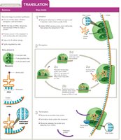 Translation steps