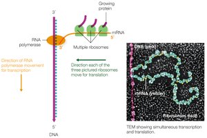 Polysome formation