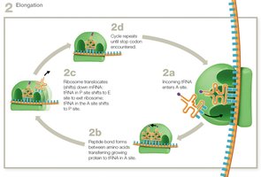 Translation elongation