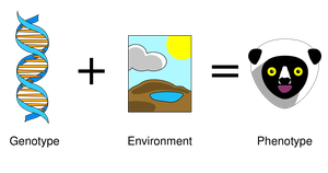 Genotype to phenotype illustration