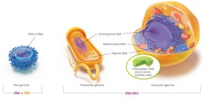 Genome as instruction manual