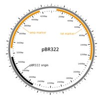 Gene numbers in different organisms