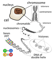 Chromosome structure and packaging