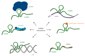 lncRNA interactome: interactions with proteins, DNA, miRNA, etc.