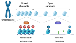 Chromatin remodeling: closed vs open chromatin