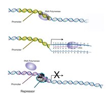 RNA polymerase and repressor binding at promoter