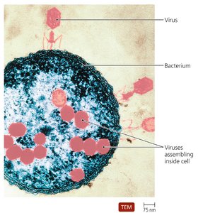 TEM image of viruses assembling inside a bacterium