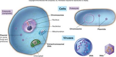 Eukaryotic and prokaryotic cell structure, chromosomes, plasmids, and viral genetic material