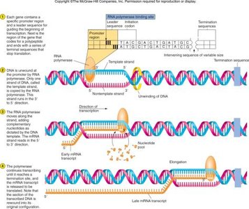 Transcription of RNA from DNA template