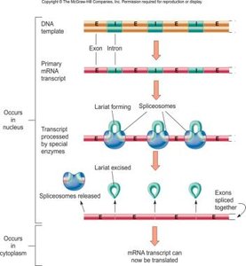 Post-transcriptional modification: splicing of exons and removal of introns