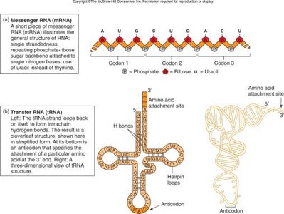Structure of mRNA and tRNA