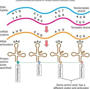 Codon-anticodon relationship in translation