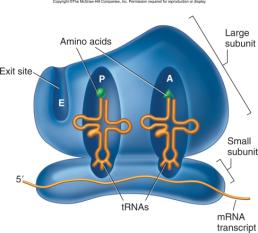 Ribosome subunits and tRNA binding sites