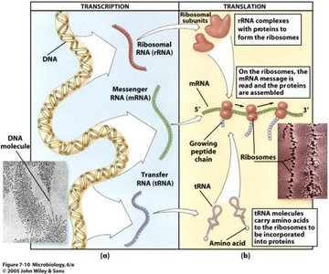 Translation steps: codon recognition, peptide bond formation, translocation
