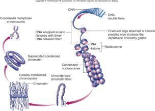 Eukaryotic chromosome organization and chromatin structure