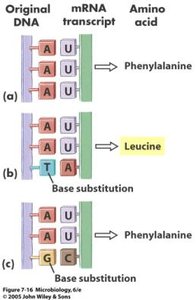 Base substitution mutation: effect on mRNA and amino acid