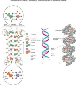 Detailed DNA structure and double helix