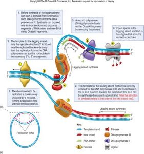 Detailed steps of DNA replication including leading and lagging strand synthesis