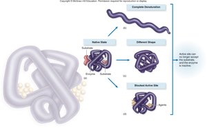 Protein denaturation mechanisms