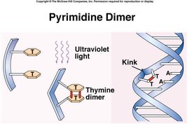 Thymine dimer formation by UV light