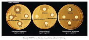 Disk-diffusion test results