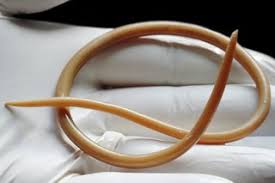 Helminth (roundworm)