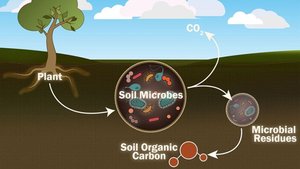 Microbial cycling of elements in soil