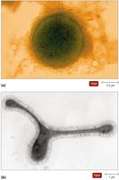 Archaea