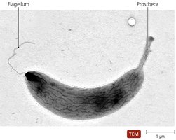 Prostheca in Alphaproteobacteria