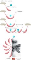 Growth and reproduction of Caulobacter