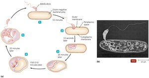 Bdellovibrio attacking other bacteria