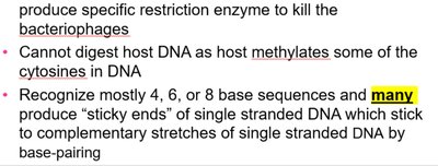 Sticky ends produced by restriction enzymes