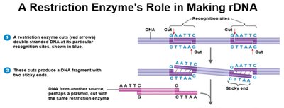 A restriction enzyme's role in making rDNA