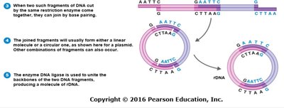 Joining DNA fragments with sticky ends