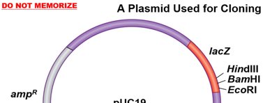 A plasmid used for cloning