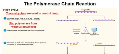 PCR cycle steps