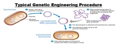 Typical genetic engineering procedure