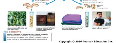 Applications of genetic engineering