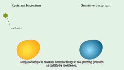 Resistant vs. sensitive bacterium