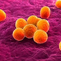 Efflux pump mechanism in bacteria