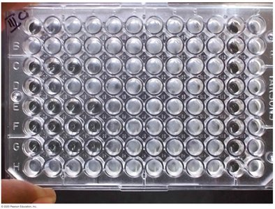 MIC test in a microtiter plate
