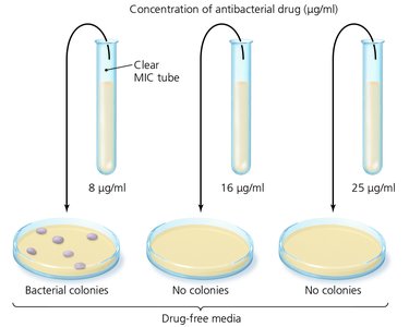 MBC test showing bacterial colonies and clear plates